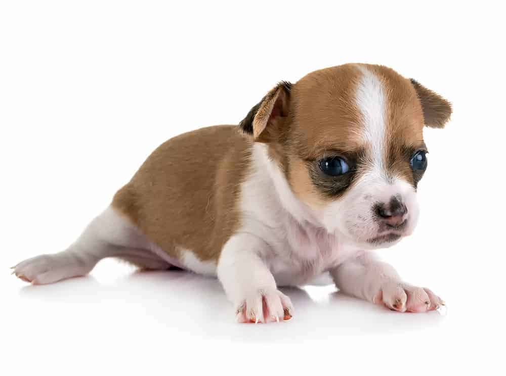 Hodowla Chihuahua krótkowłosy