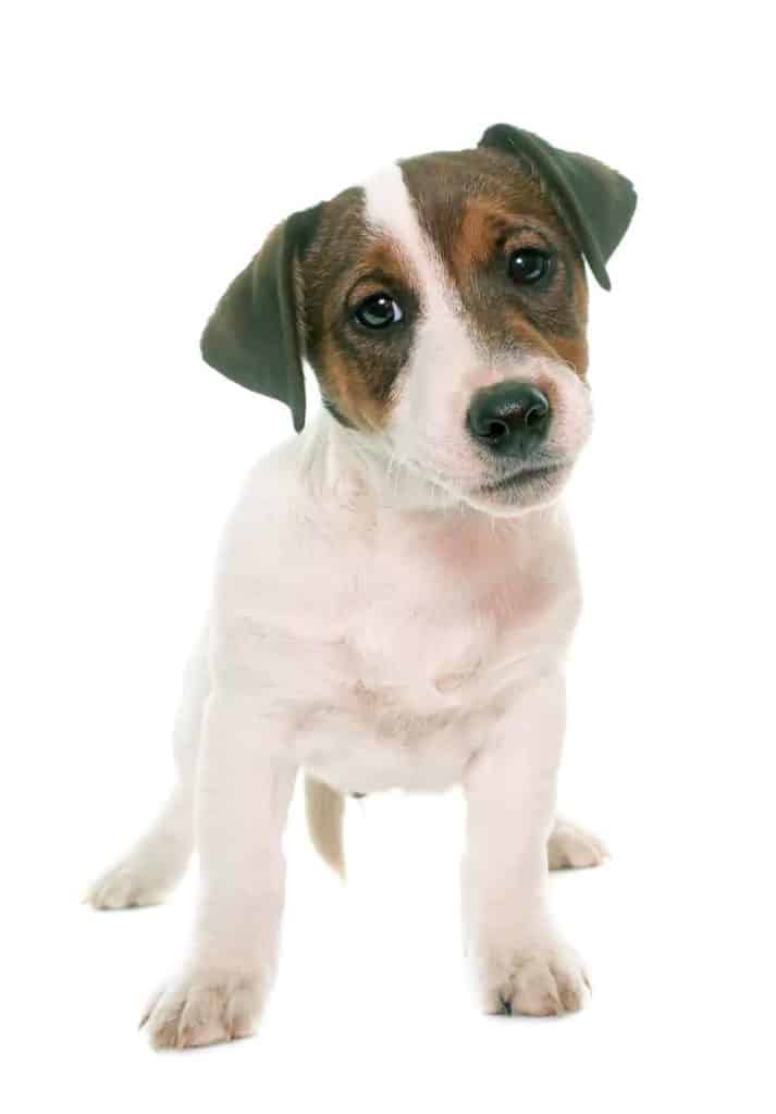 Hodowla Jack Russell terrier