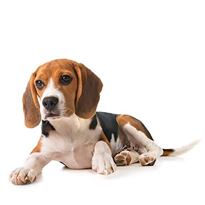 Hodowle Beagle