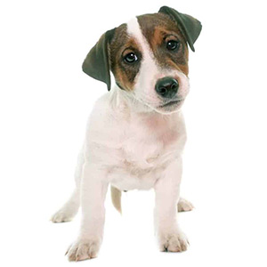 Hodowle Jack Russell Terrier