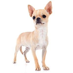 Hodowle Chihuahua krótkowłosy