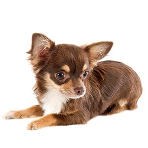 Hodowle Chihuahua długowłosy