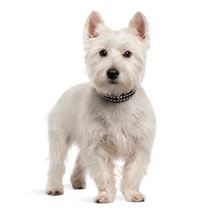 Hodowle West highland white terrier