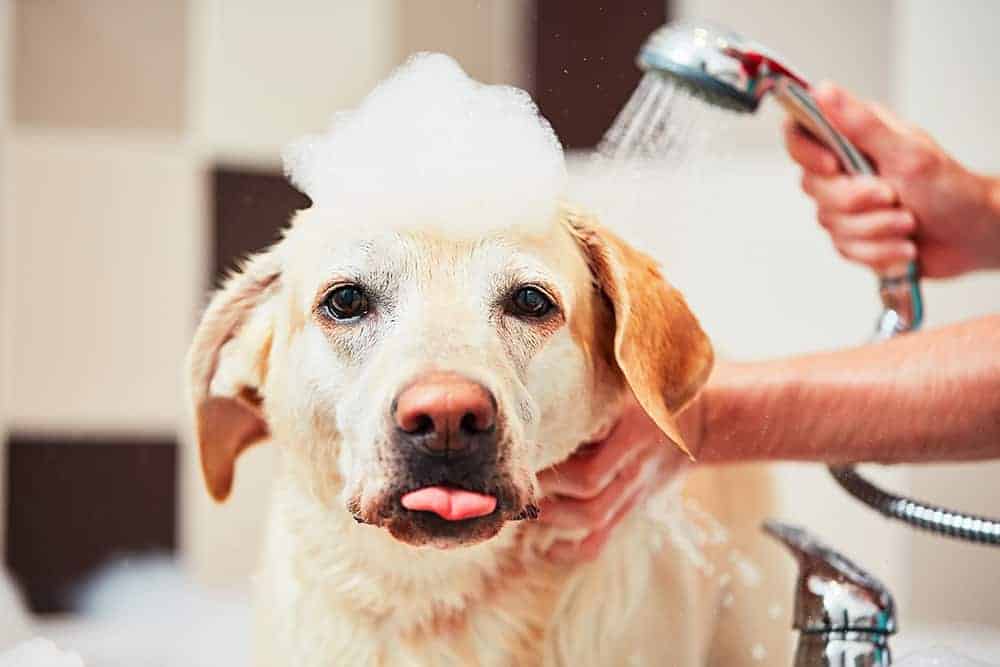 Jak często kąpać psa?